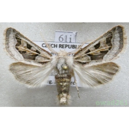 Episema glaucina (Esper, 1789) Czech61i